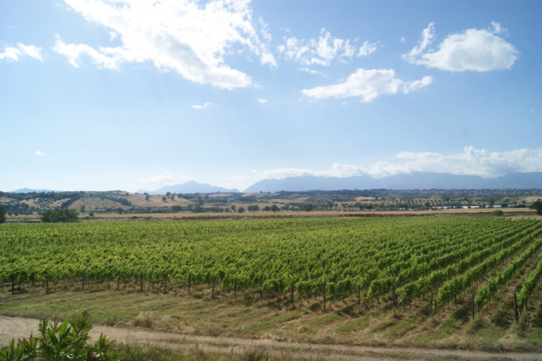 Vigneto aziendale