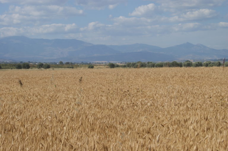 Campo di grano aziendale